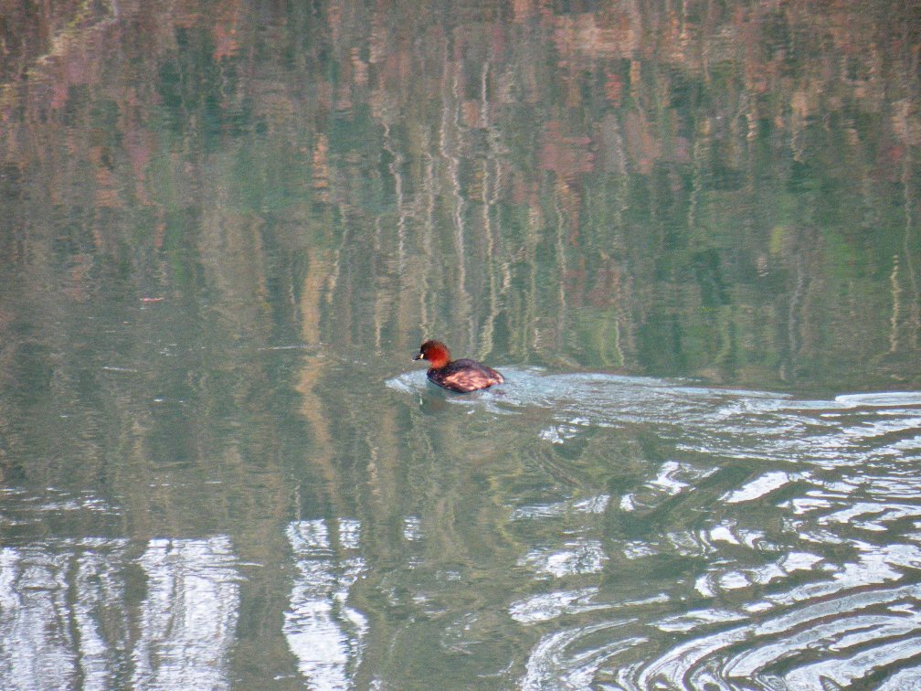 carrellata di immagini